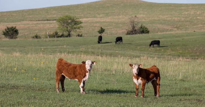 Understand calf digestive development