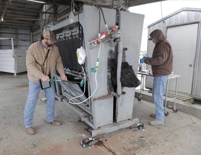 Merck Animal Health offering precision technologies for cattle operations