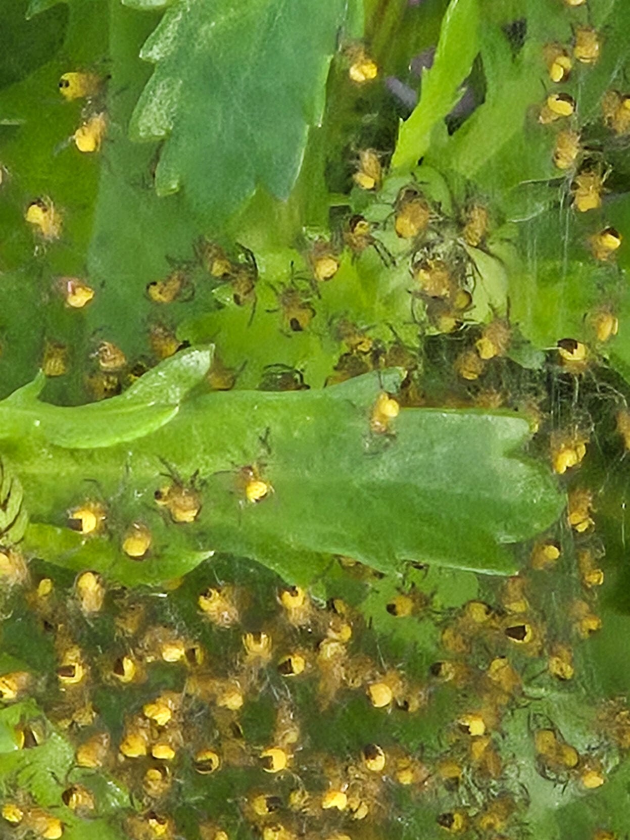 Spiders