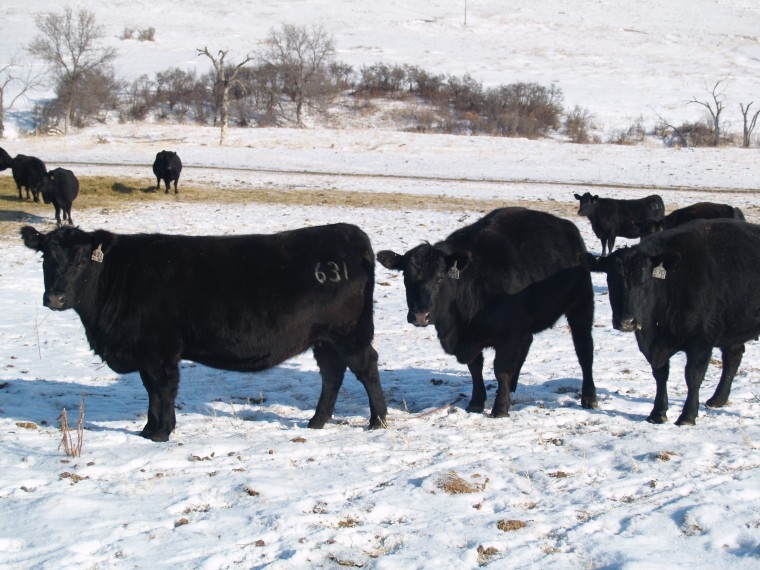 BeefTalk: Know that cattle size is different than cow size