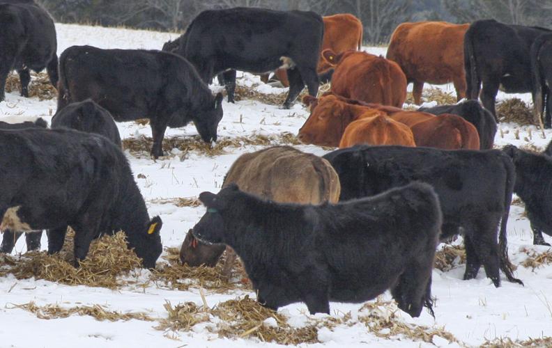 Beef herd