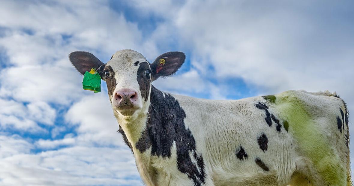 Hilda hailed as fart-free gamechanger