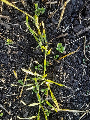 Crimson clover in field with cereal rye