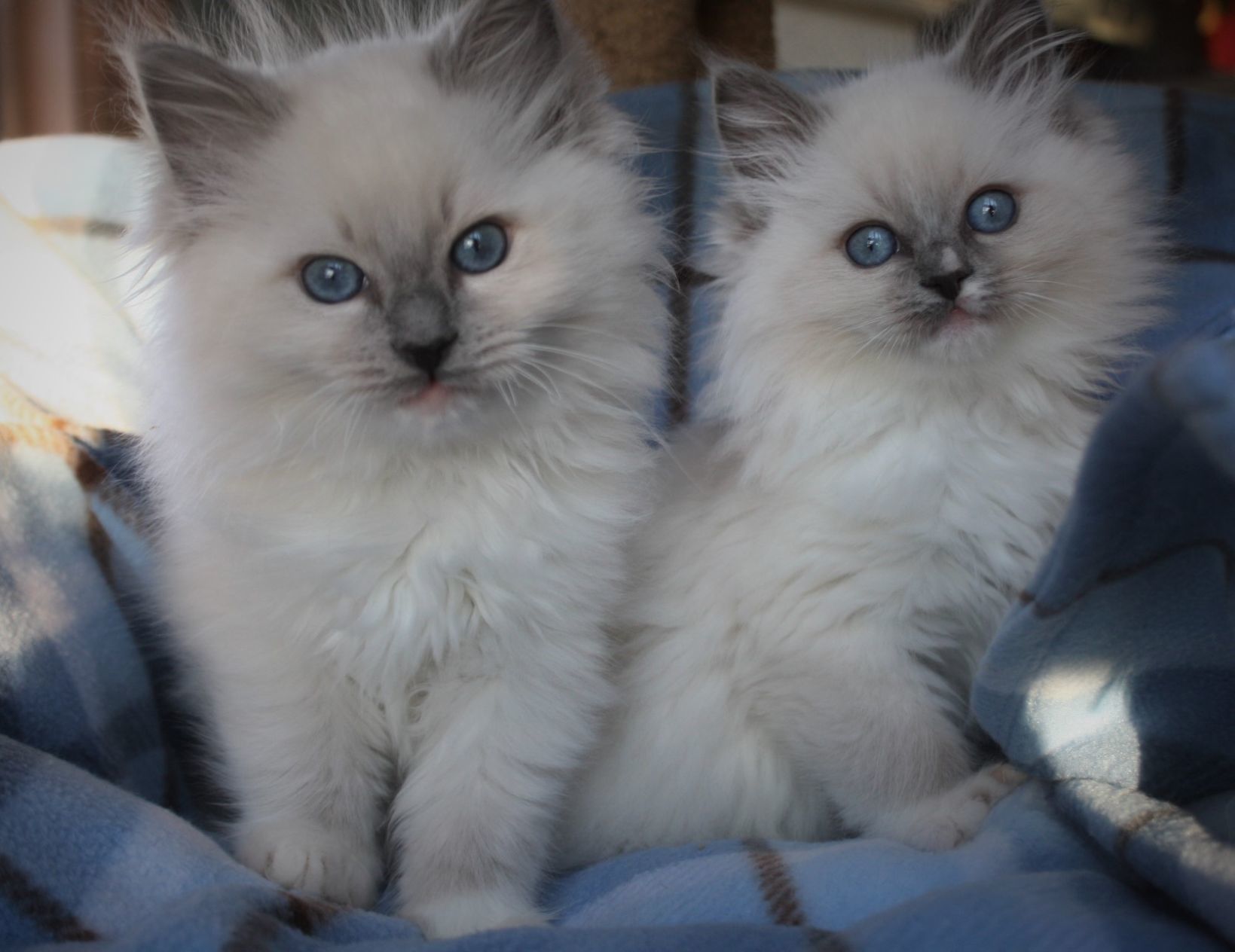 springvale ragdolls