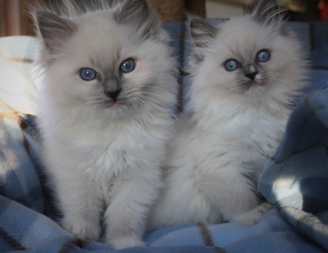 Brother and sister playmates
