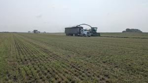 Chopping operations ready to switch to silage