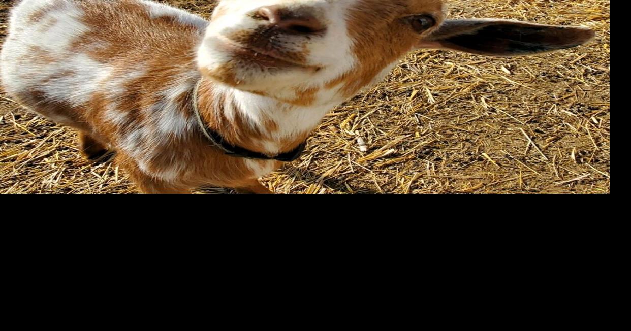 Overabundance of goat milk pours out soap business for Wausa woman