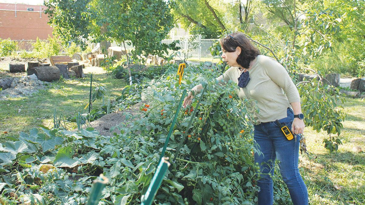 Nancy Zook pick tomato