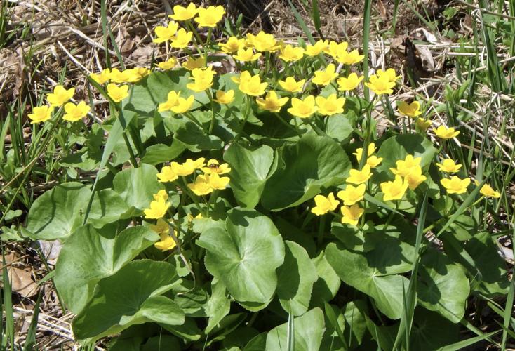 Cowslips