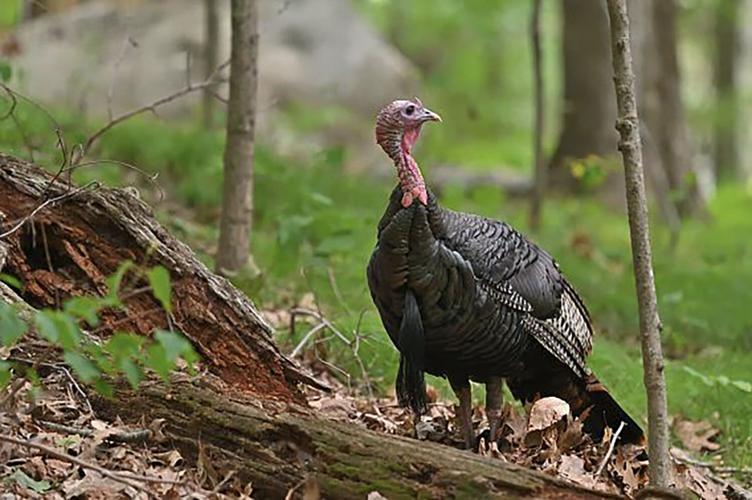 Turkey