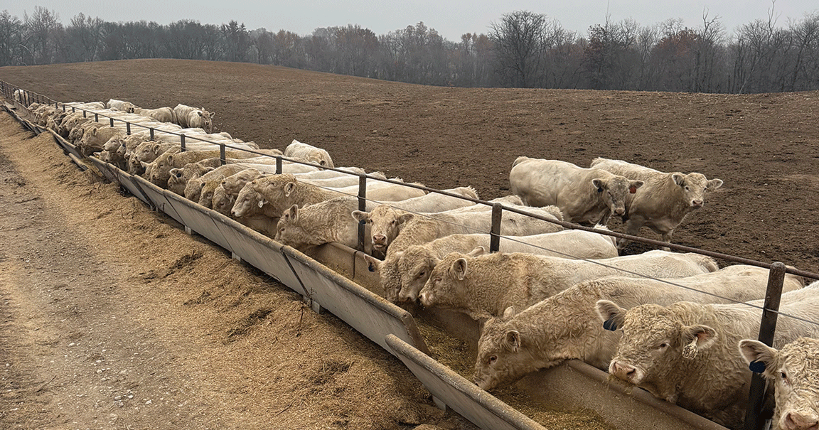 Cattle industry weighs challenges from imports, plant closures