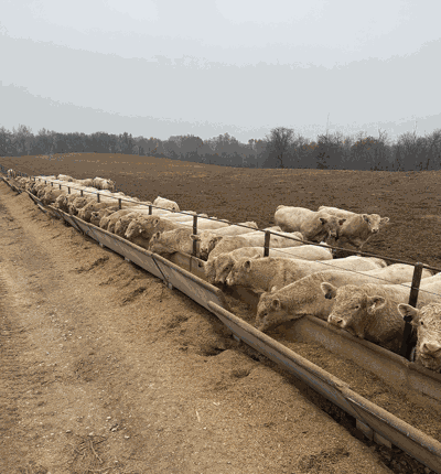 Cattle gather at the feedbunk