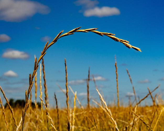 Kernza grain