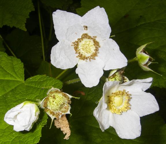 Thimbleberry blossoms