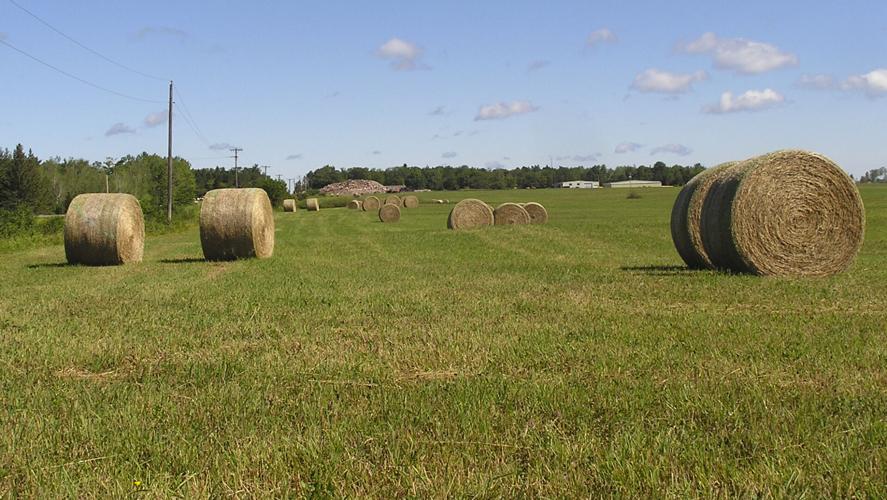 Hay
