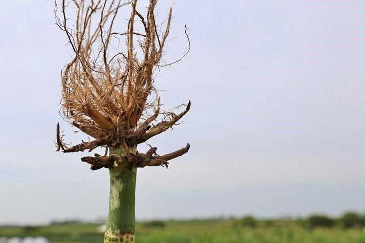 Severe root pruning by corn rootworm larvae