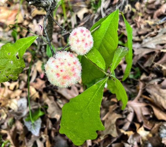 Oak galls