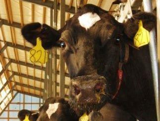 Dry cows eating
