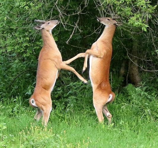 Deer