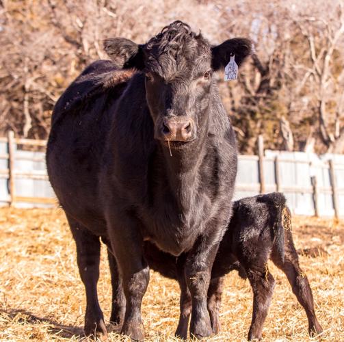 Sandhills Sunrise (5).JPG