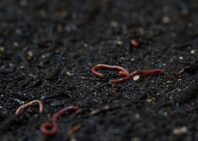 Worms
