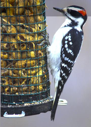 Hairy Woodpecker