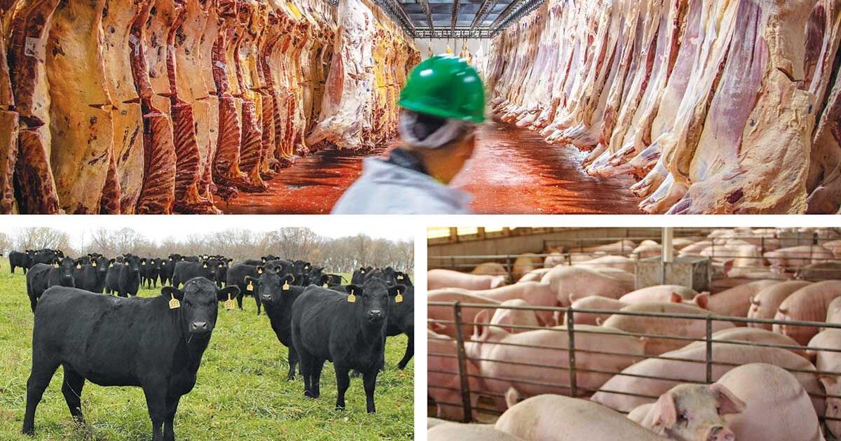 Pork export, beef export value climb in April - Vimarsana News