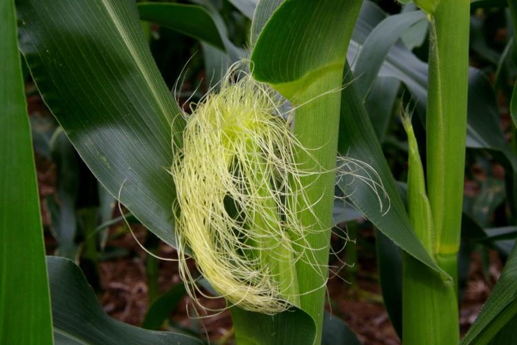 Corn tassel