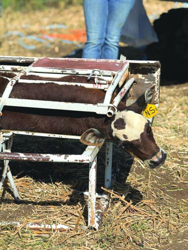 Baldy calf