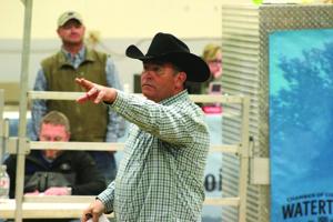 Study reveals how bull buyers use key genetic information