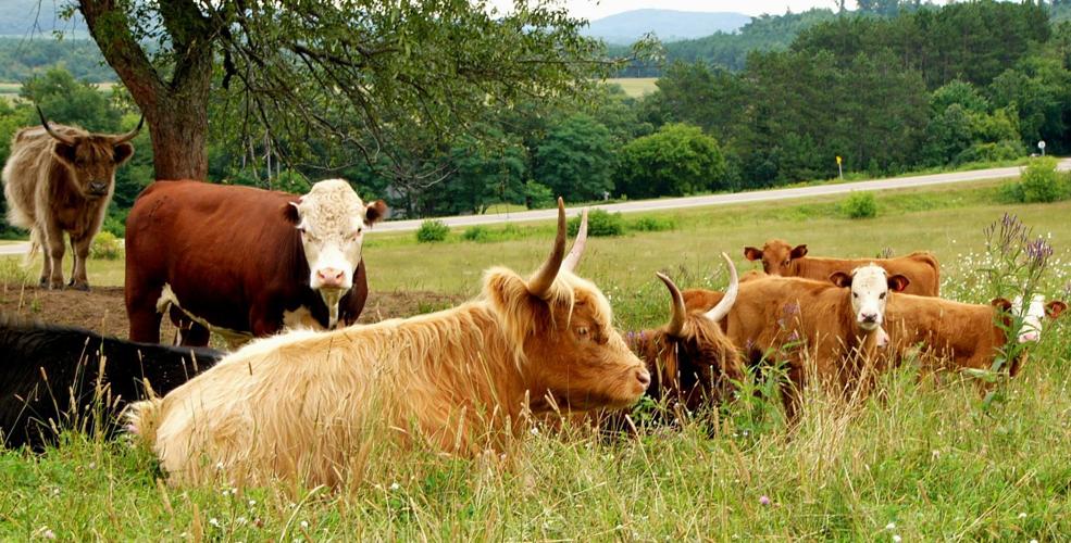 Beef add diversity
