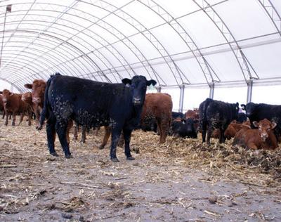 Hoop barn