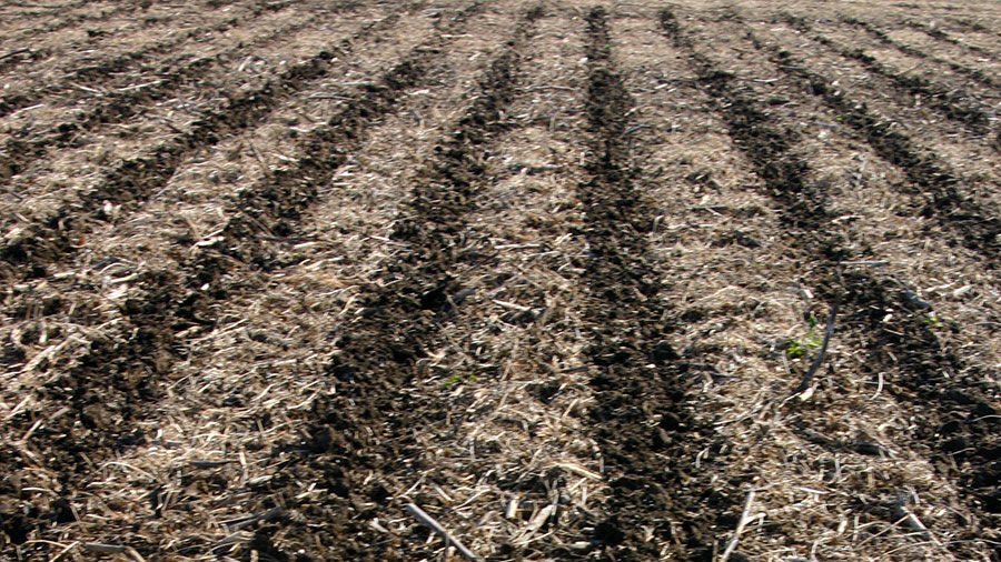 Strip till soil closeup