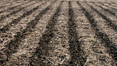 Strip till soil closeup