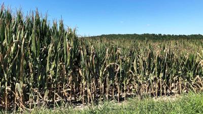 Drought-corn