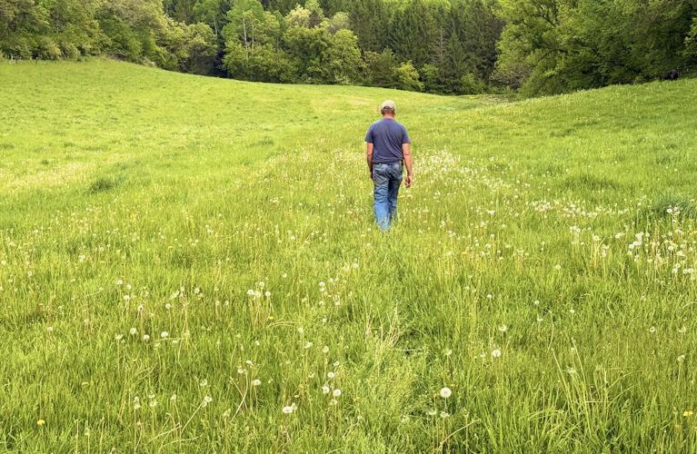 Pasture