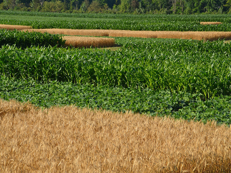 Crop-rotation trial