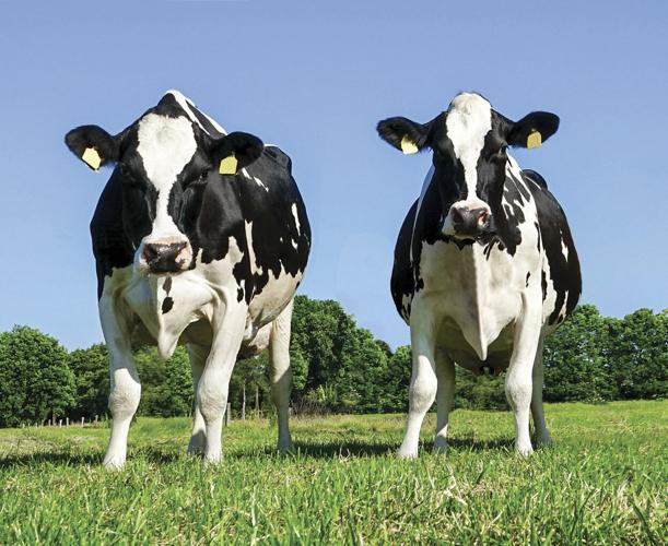 Holstein-Friesian cows