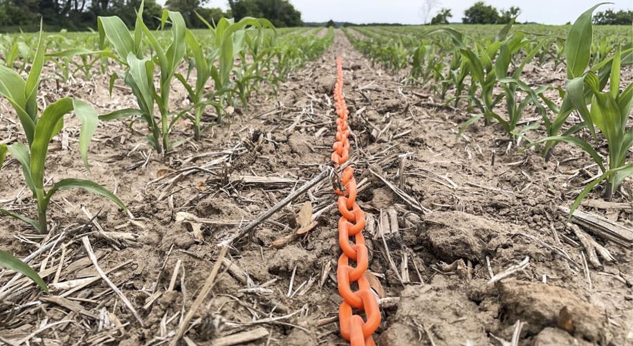 Measuring corn