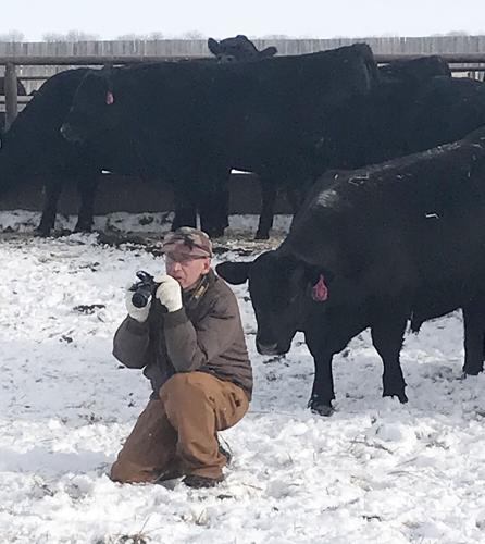 Clear Creek Angus