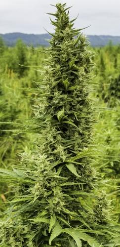 Mature hemp plant