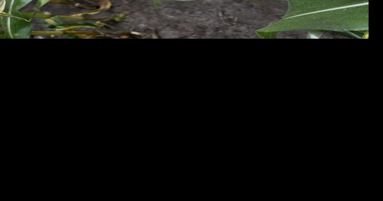 Challenges from fungal disease not left behind in 2025