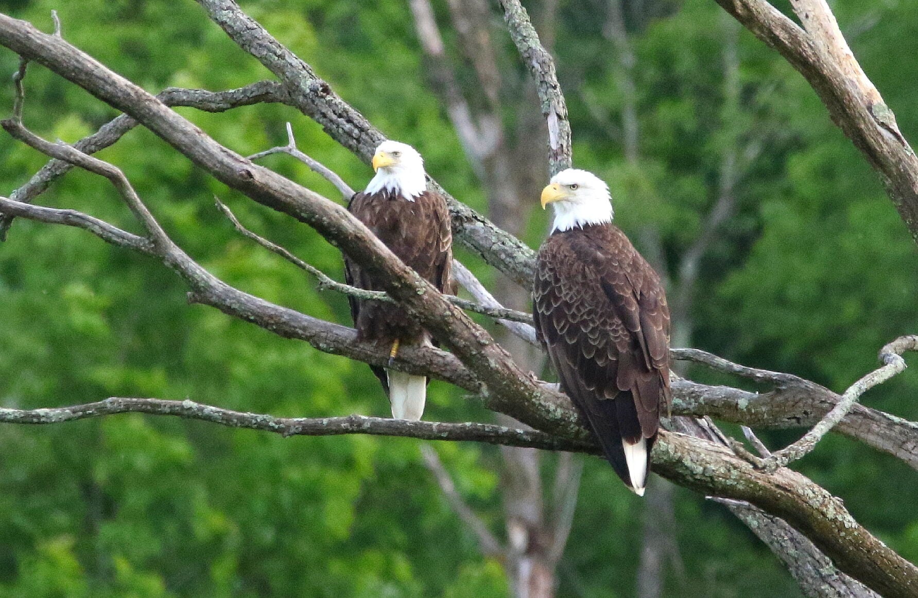 Bald eagles