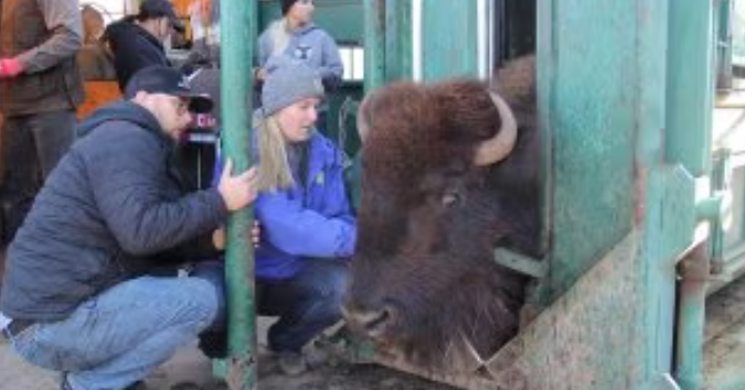 University leads charge in bison research, education