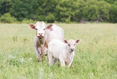 Herd performance PIC 0506ksu