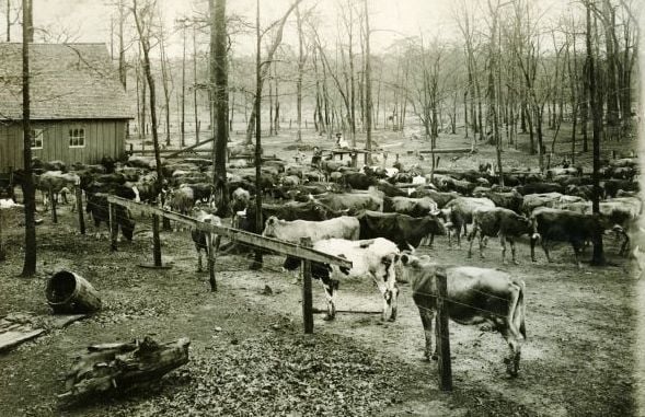 Slightly elevated view shows the dairy herd of S.L. Brewster standing in an enclosure outside a barn.