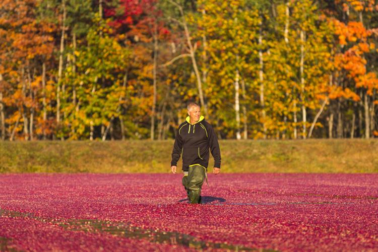 20140926_Cranberry_013.JPG