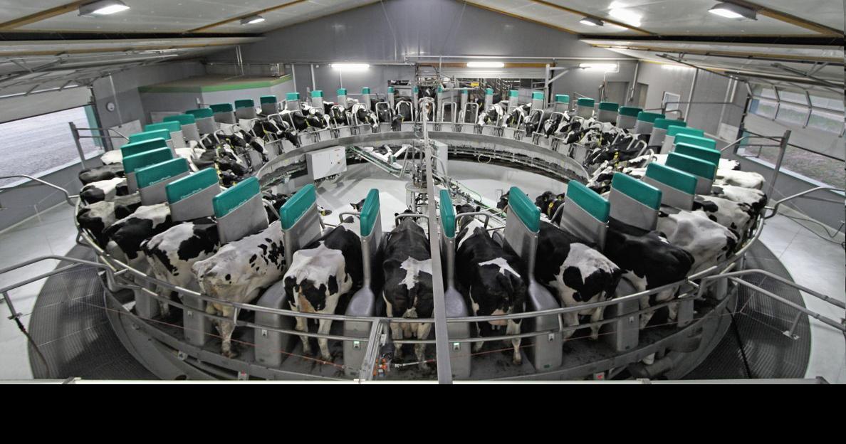 GEA launches world’s-first rotary milking