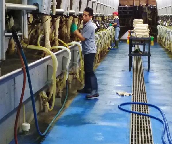 Stone Front milking parlor