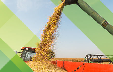 Soybean crush